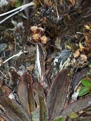 Plantago novae-zelandiae
