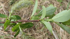 Salix richardsonii