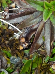 Plantago novae-zelandiae