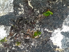 Notogrammitis crassior