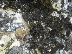 Notogrammitis crassior