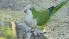 Myiopsitta monachus