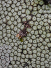 Notogrammitis crassior