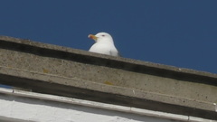 Larus