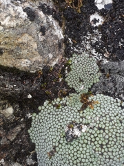 Notogrammitis crassior