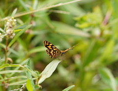 Oreixenica kershawi