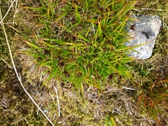Juncus antarcticus