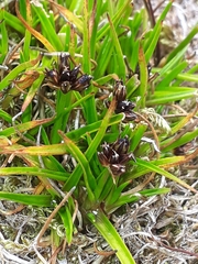 Juncus antarcticus