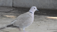 Streptopelia decaocto