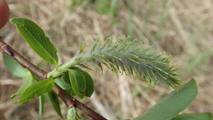 Salix richardsonii