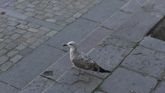 Larus michahellis