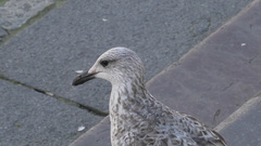 Larus michahellis