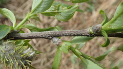 Salix richardsonii