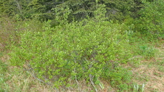 Salix richardsonii