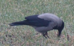 Corvus cornix