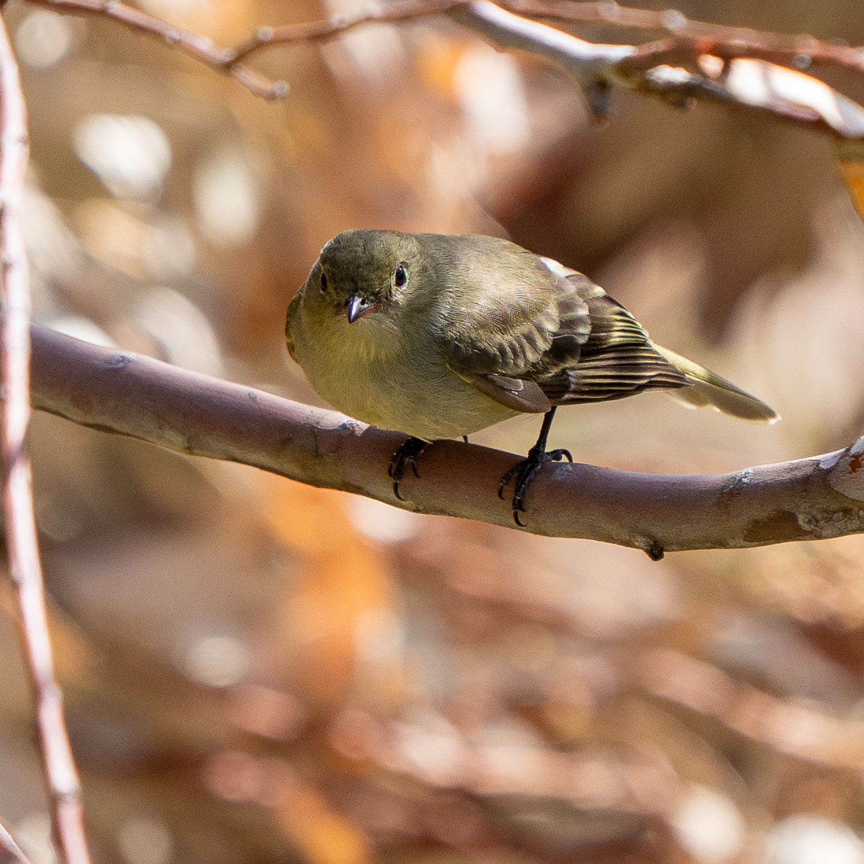 Mountain Elaenia (Elaenia frantzii), photo 1