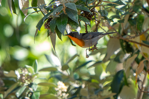 Flame-throated Warbler (Oreothlypis gutturalis)