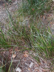 Juncus distegus