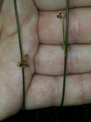 Juncus distegus