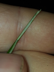 Juncus distegus