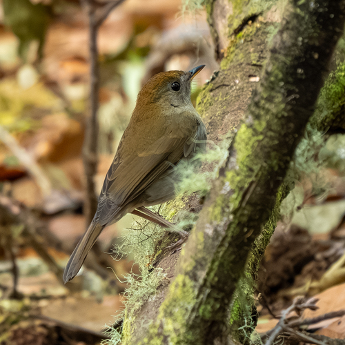 Ruddy-capped Nightingale-Thrush (Catharus frantzii)