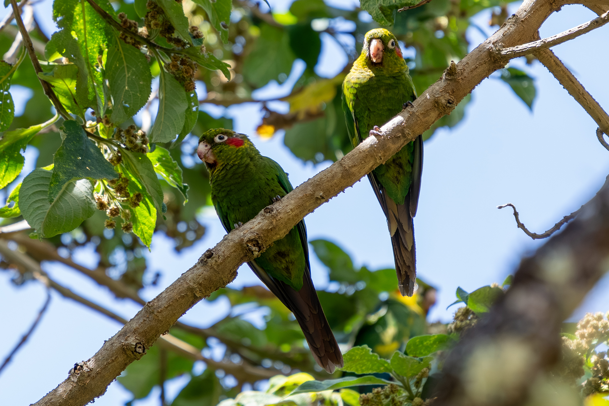 Sulphur-winged Parakeet (Pyrrhura hoffmanni), photo 1