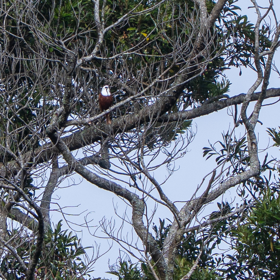 Three-wattled Bellbird (Procnias tricarunculatus), photo 2