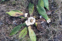 Agave maximiliana