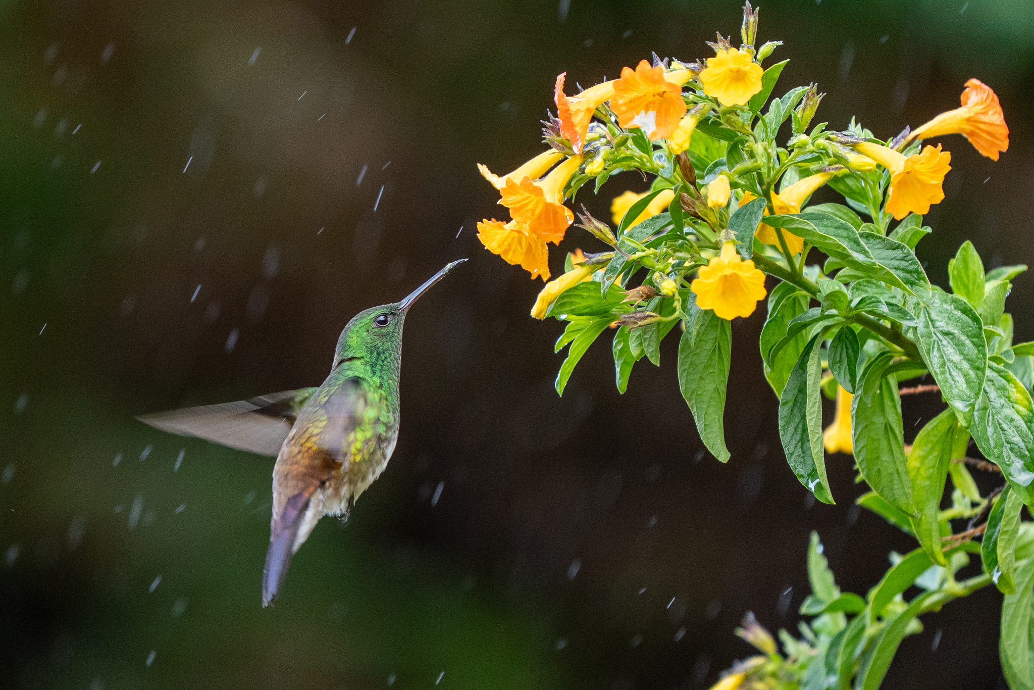 Snowy-bellied Hummingbird (Saucerottia edward), photo 3