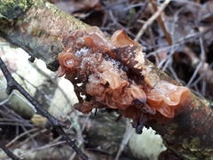 Phaeotremella foliacea