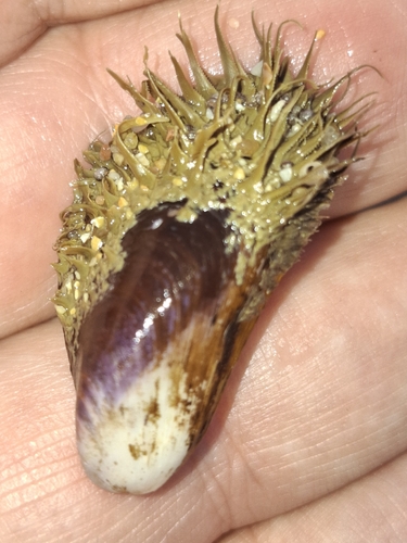 Modiolus barbatus