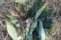 Agave maximiliana