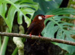 Galbalcyrhynchus leucotis