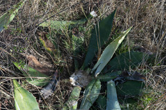 Agave maximiliana