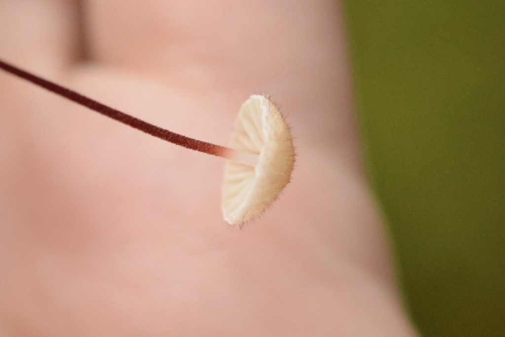 Marasmius hudsonii · February 2026 · photo: © cryptomarasmius (iNaturalist, cc-by)