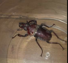 Cacostomus squamosus