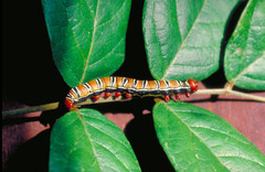 Alenophalera brunneomixta