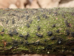 Diatrype disciformis