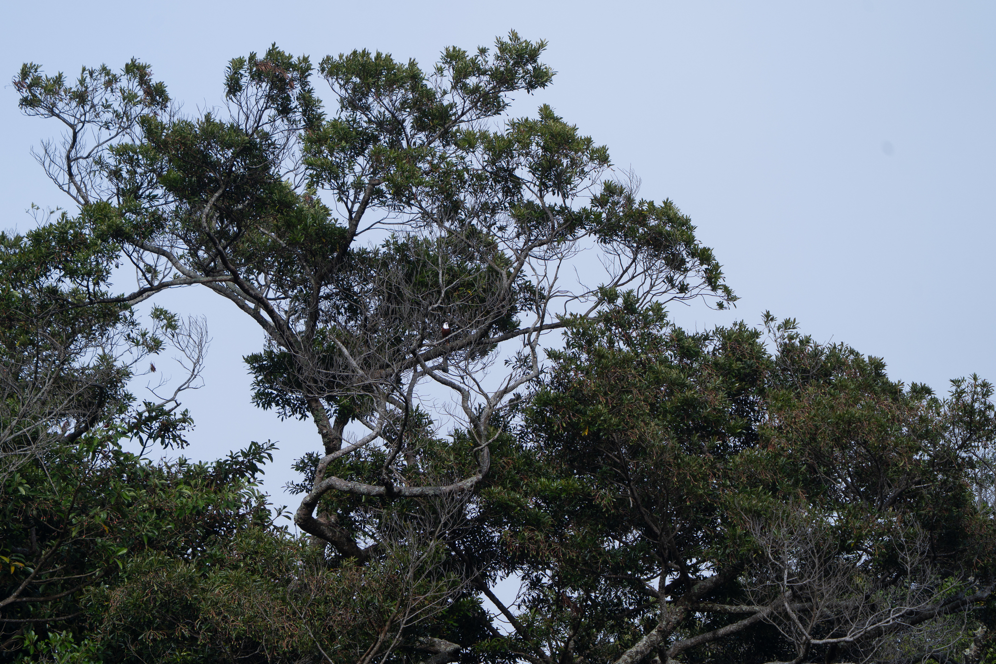 Three-wattled Bellbird (Procnias tricarunculatus), photo 3