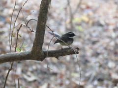 Rhipidura albogularis