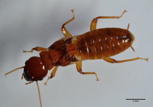 Pacific Dampwood Termite photo 3