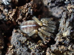 Segestriidae