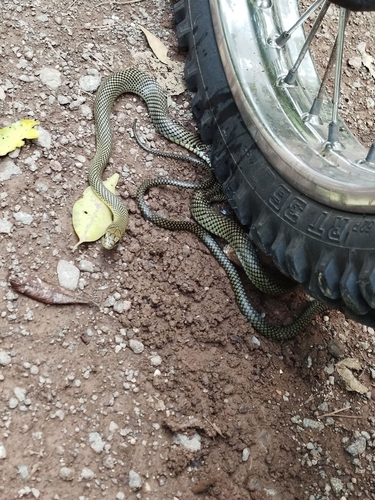 Arnaldo's Green Racer