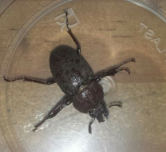 Cacostomus squamosus