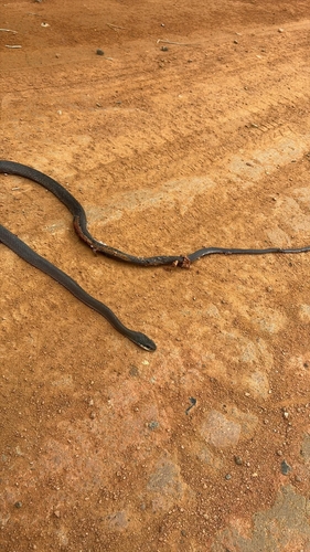 Brazilian Woodland Racer