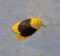 Darantasia cyanifera