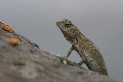Indian Garden Lizard — seen at this dive site