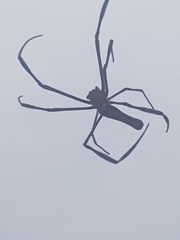 Nephila pilipes