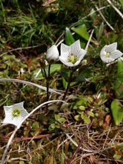 Gentianella montana ionostigma