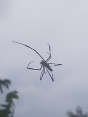 Nephila pilipes